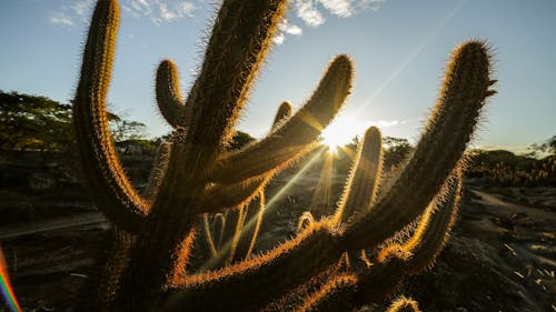 Kaktus   Caatinga Baiana