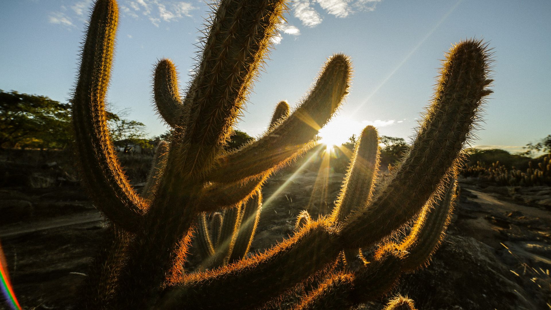 Stunning backlit cacti with sunbeams in the Brazilian desert landscape of IrecĂȘ.