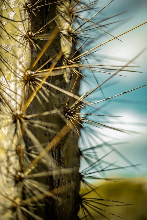 Darmowe zdjęcie z galerii z cierń, flora, fotografia makro