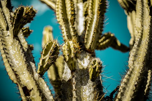 Close-up Shot of a Thorny Cactus Plant