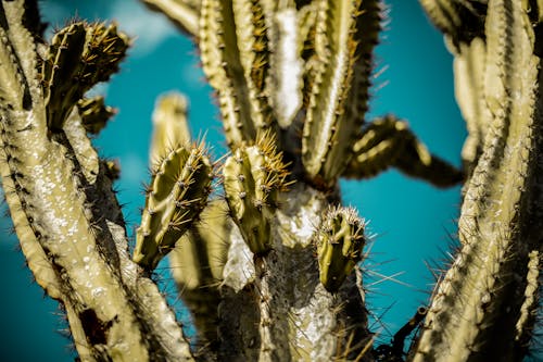 Kaktus   Caatinga Baiana