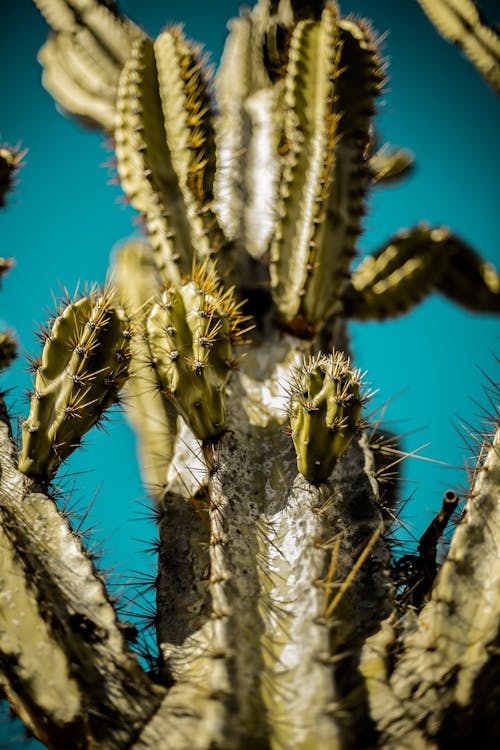 Free Sharp Spikes in  Cactus Plants Stock Photo