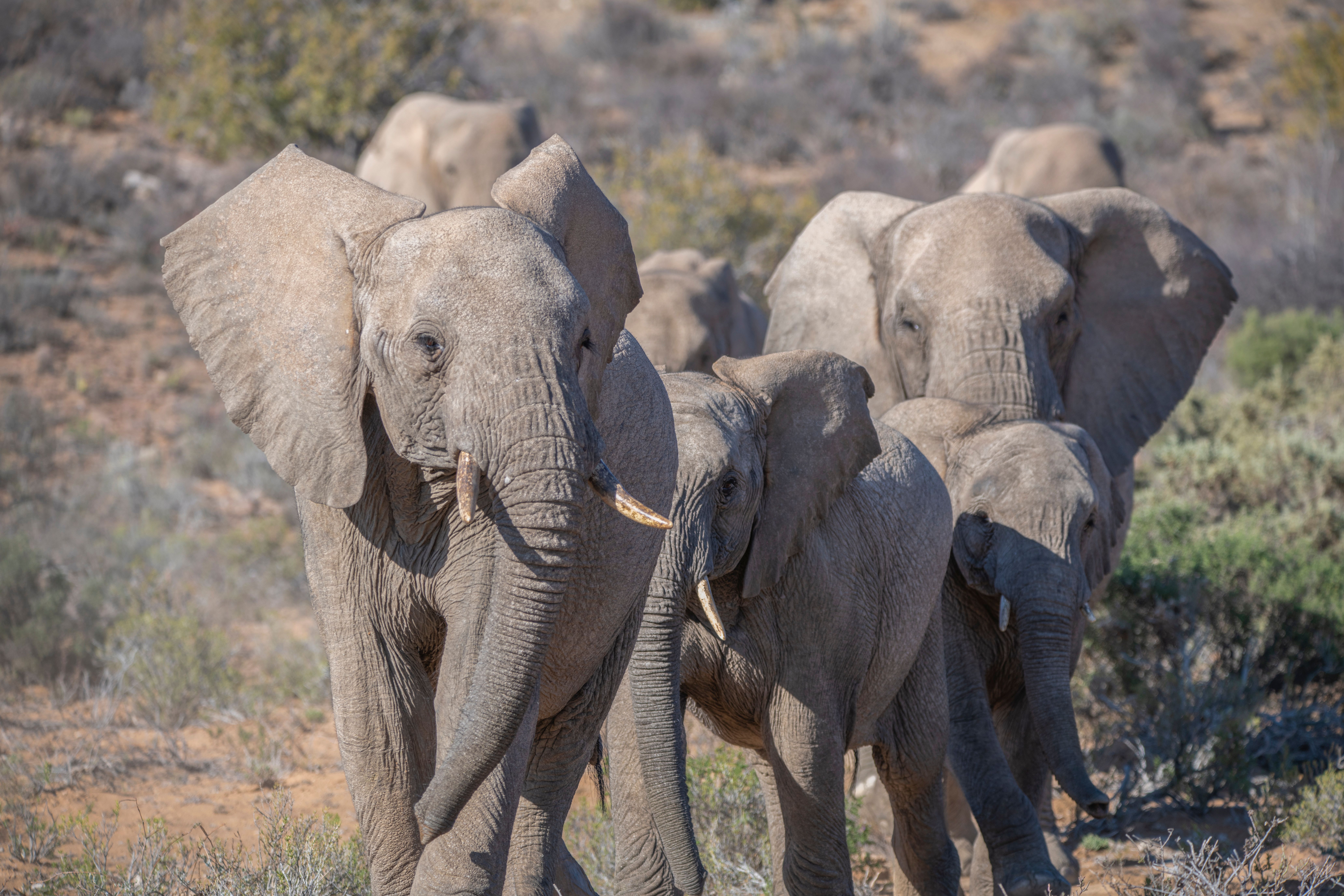 Supreme Court Upholds Ban On Commercial Activity In Segur Elephant Corridor