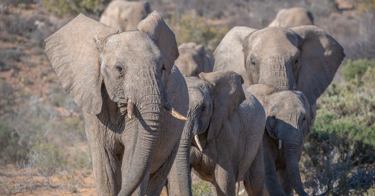 Supreme Court Upholds Ban On Commercial Activity In Segur Elephant Corridor