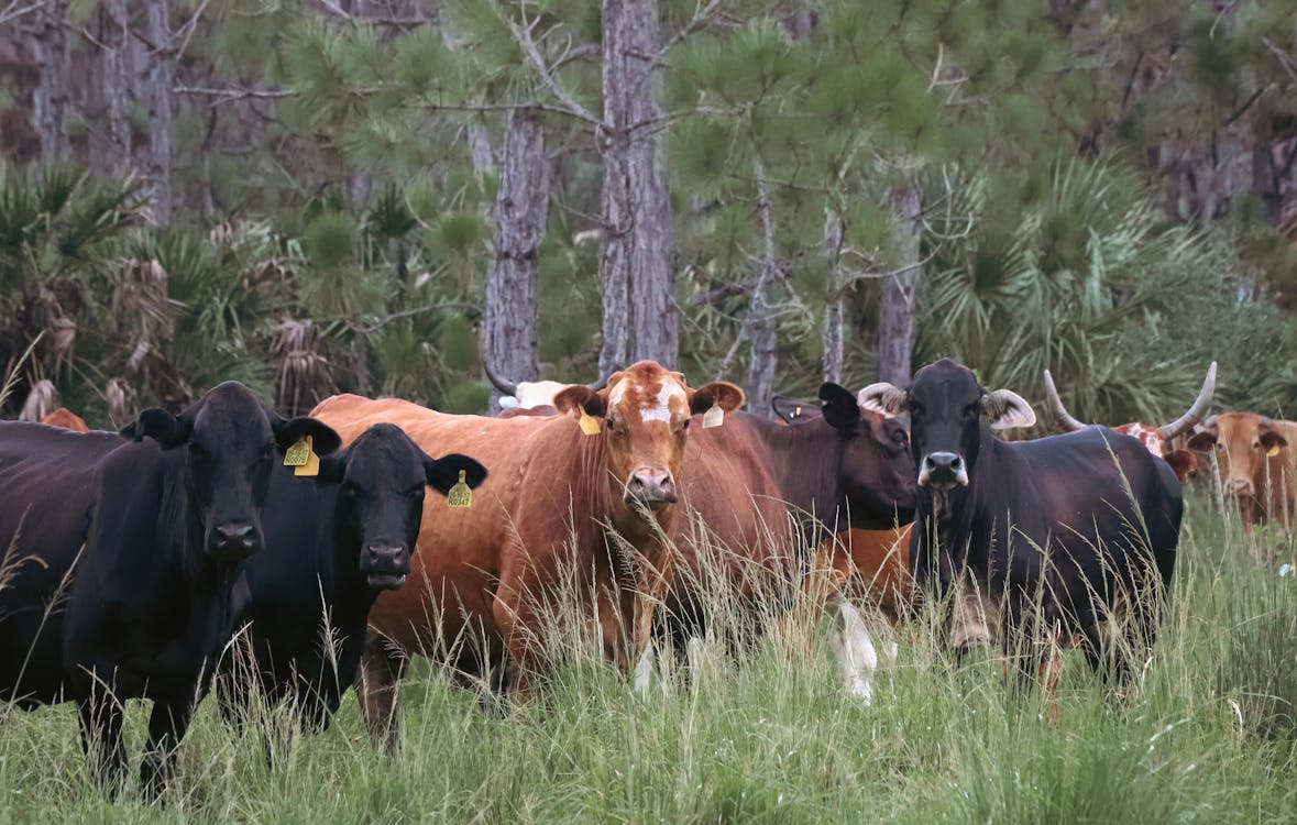 一群動物, 動物攝影, 奶牛 的 免費圖庫相片