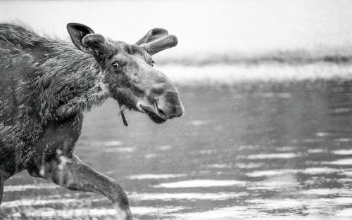 Základová fotografie zdarma na téma algonquin park, černobílý, divočina