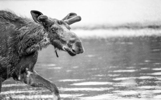 Black and white photo of a moose in a natural habitat, showcasing wildlife beauty.