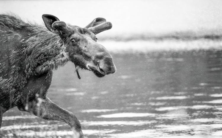 Black And White Photo Of A Moose