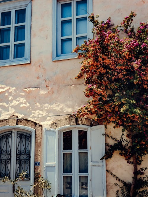 Free Tree by a Facade of a Buildings and Its Windows Stock Photo
