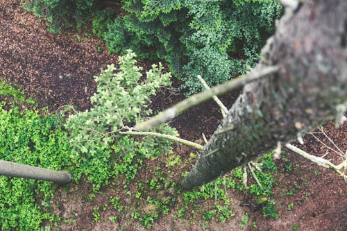 Foto profissional grátis de abeto, ao ar livre, árvores
