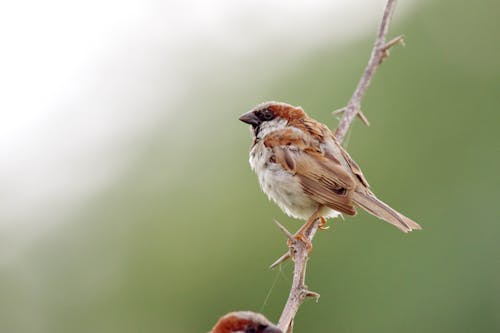 Close Up Photo of Brown Bird