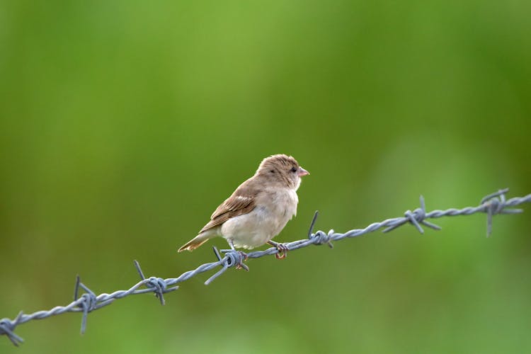 A Bird Perched On A Barbed Wire
