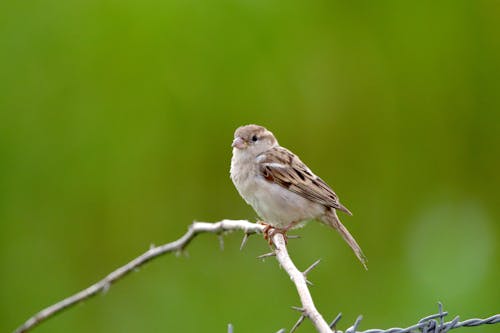 Close-Up Shot of a Sparrow 