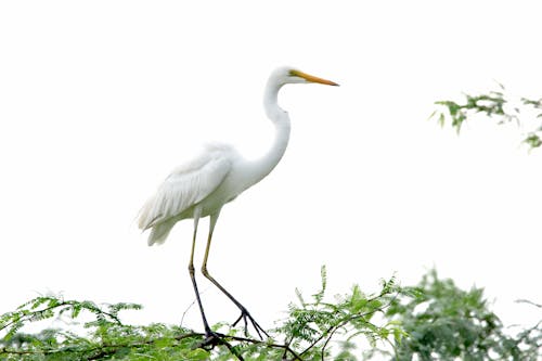 White Heron on Tree Branch