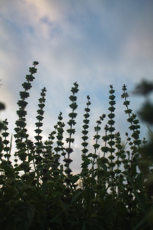 Foto d'estoc gratuïta de cel, creixement, flors