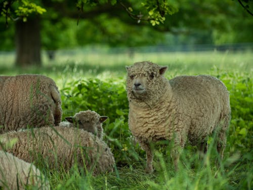 bezplatná Základová fotografie zdarma na téma fotografování zvířat, hospodářská zvířata, ovce Základová fotografie