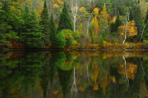 Forest Reflecting in the Surface of a Lake