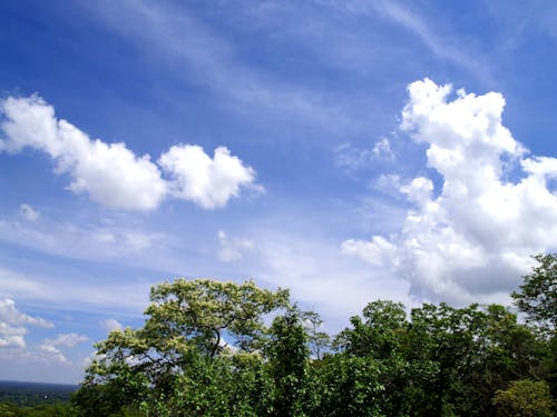 Photos gratuites de arbres, brillant, ciel