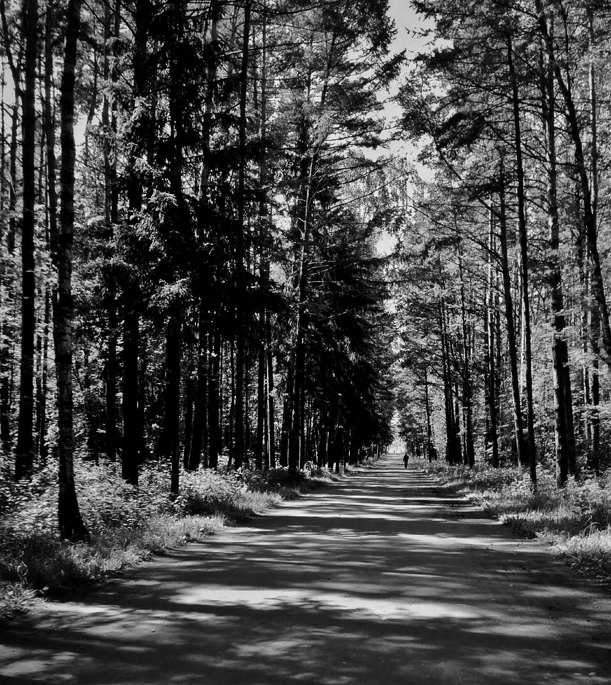 Free stock photo of black and white, forest, shades