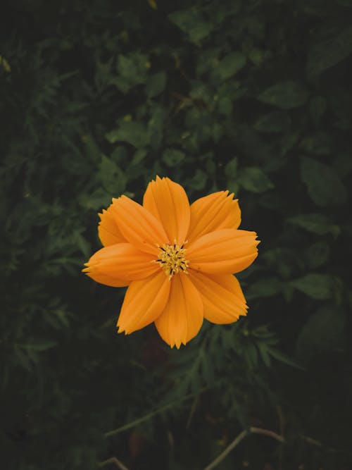 Darmowe zdjęcie z galerii z flora, fotografia kwiatowa, kosmos siarki