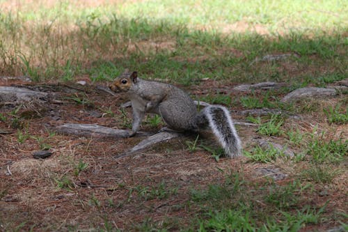 Photos gratuites de écureuil, faune, moulu