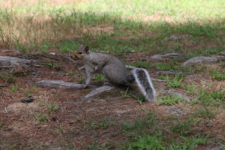 Squirrel On The Ground