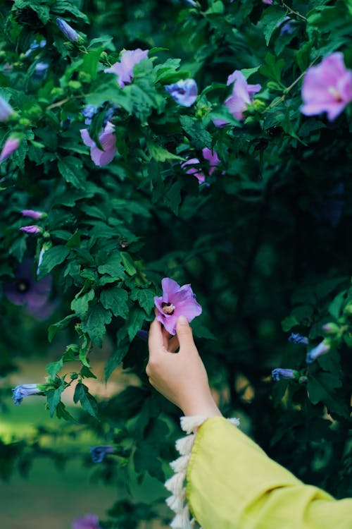 A Person Touching a Hibiscus Flower