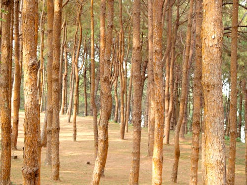 나무 껍질, 숲, 야외에서의 무료 스톡 사진