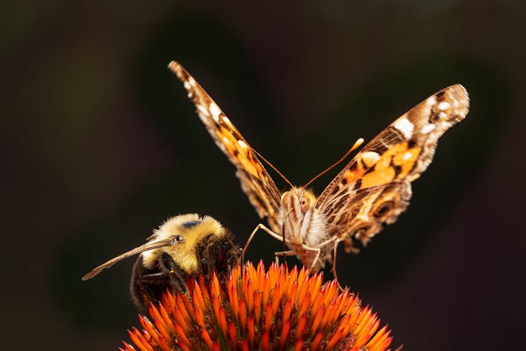 A Bee And A Butterfly On A Flower