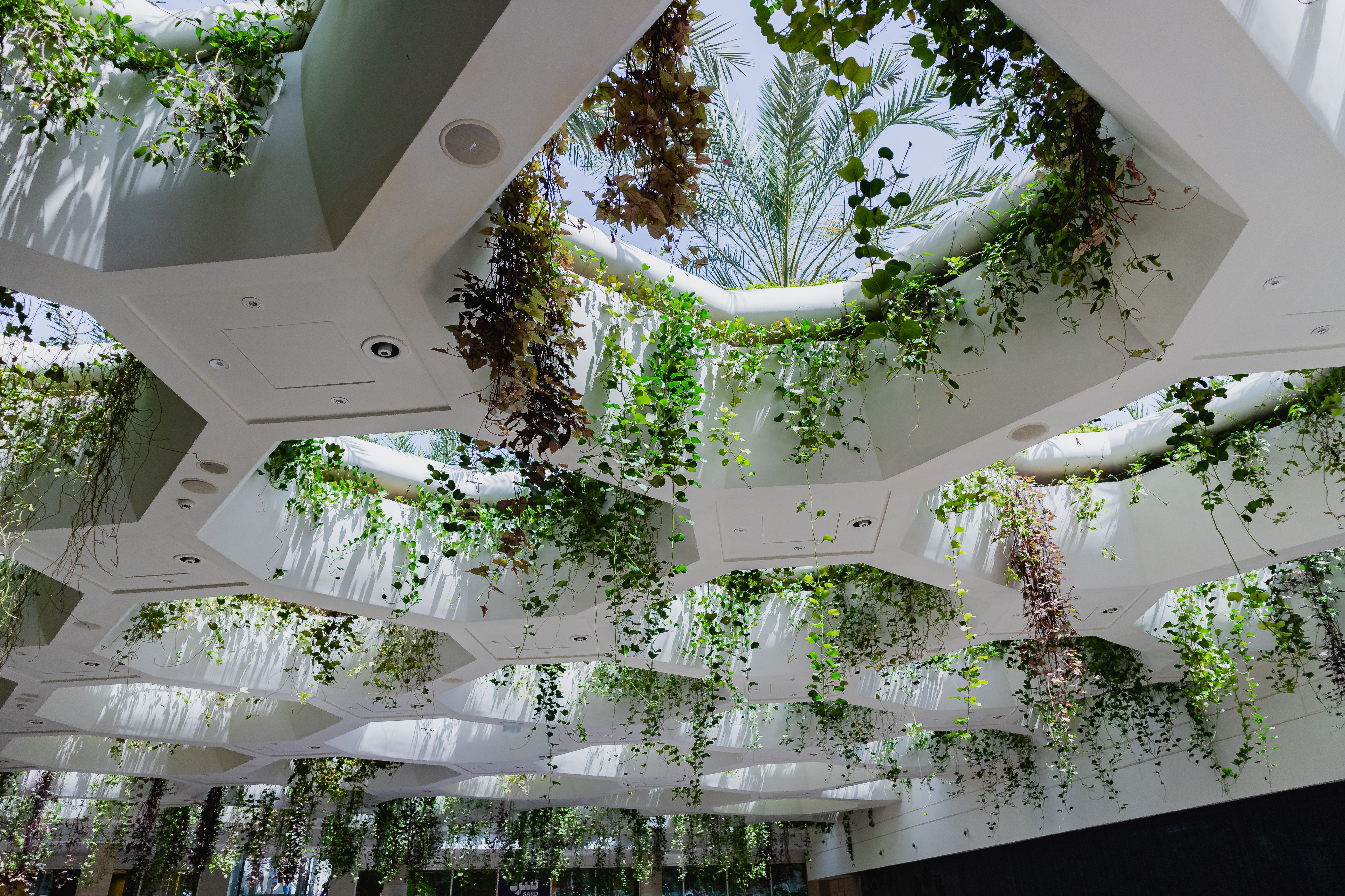 Plants strategically placed inside home