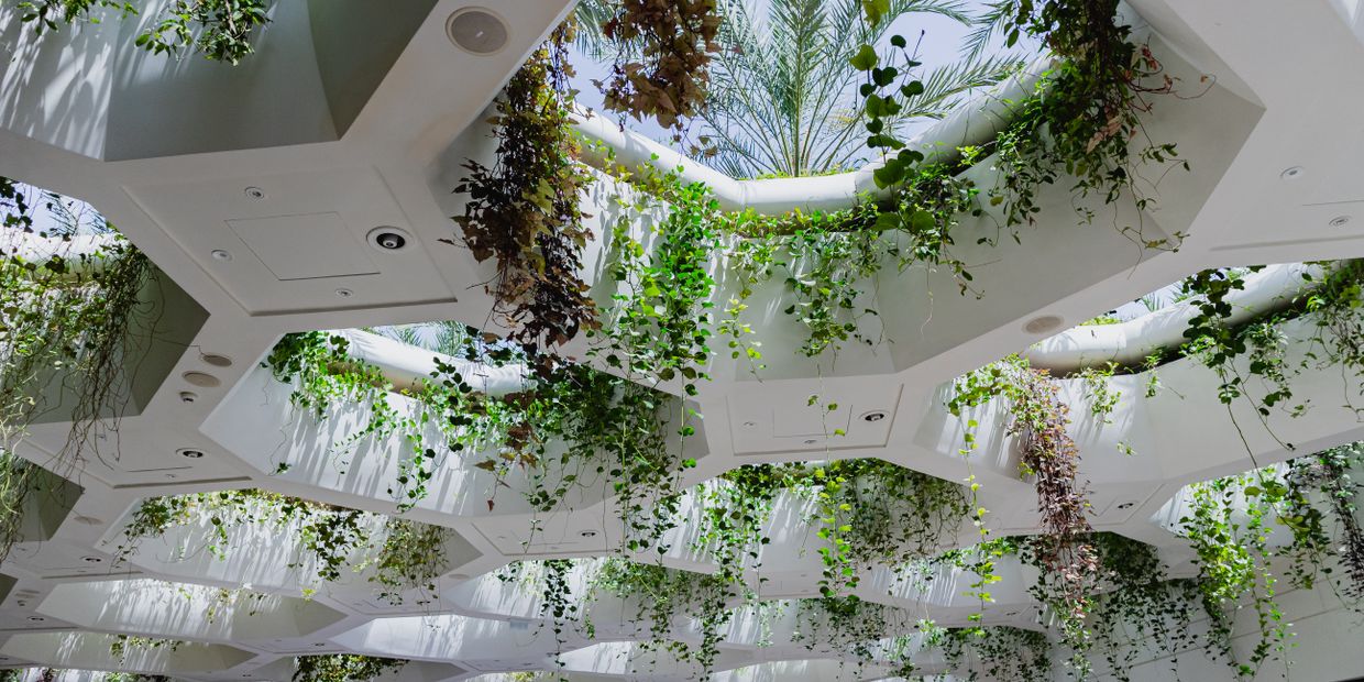 Workplace with hanging plants and natural light