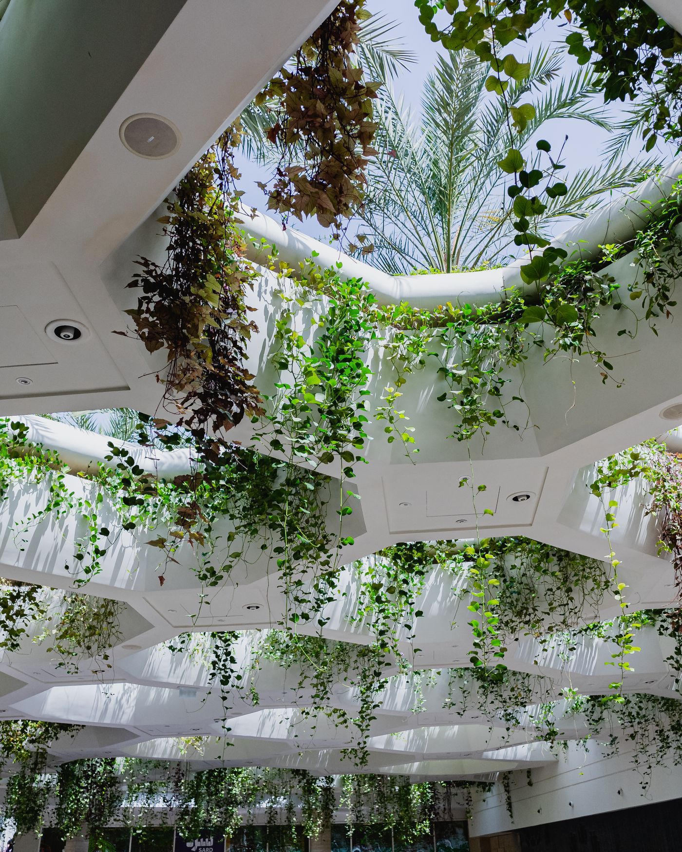 Workplace ceiling with hanging plants and natural light