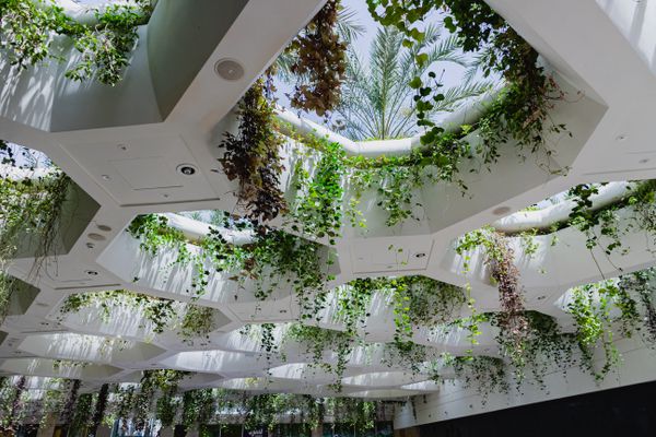 Atrium dressed with layered workplace planting