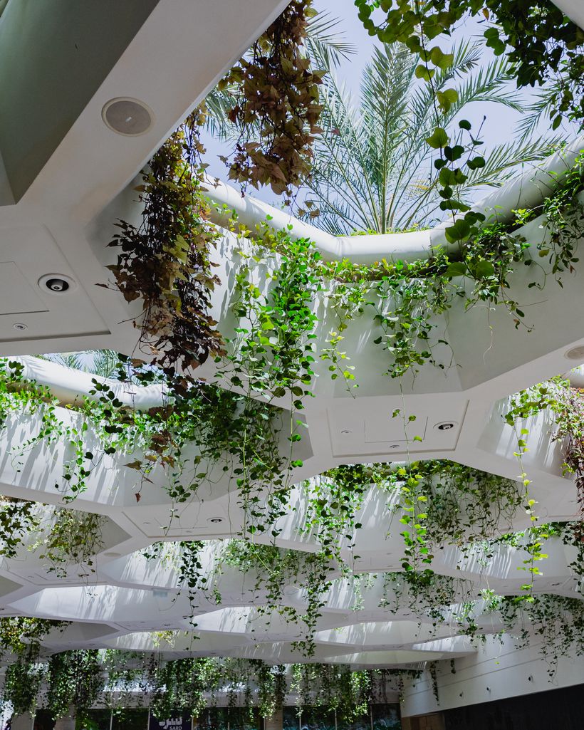 Workplace ceiling with hanging plants and natural light