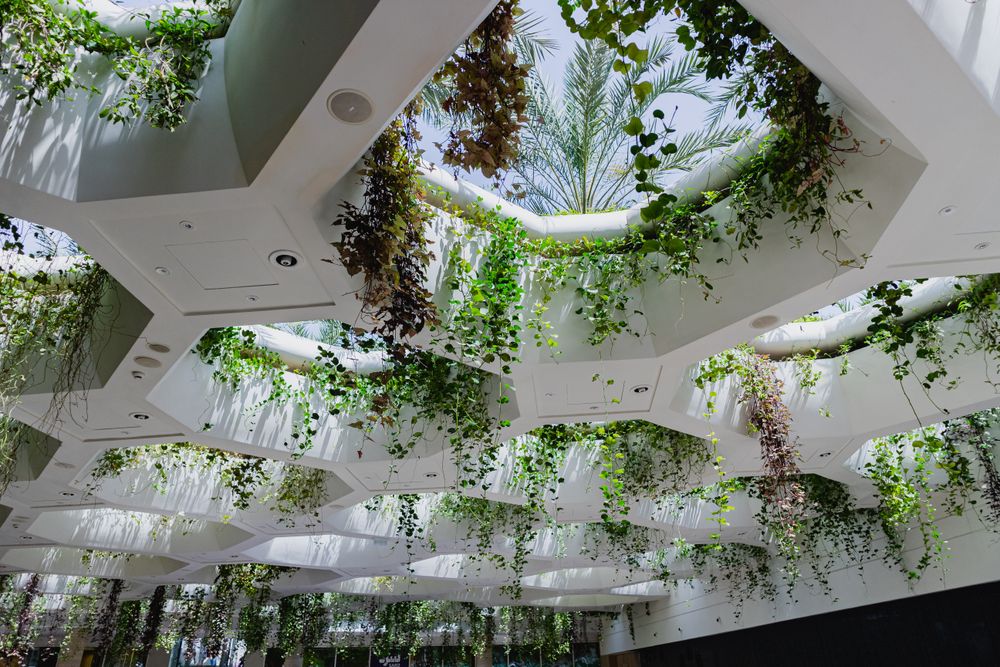 Workplace with hanging plants and natural light