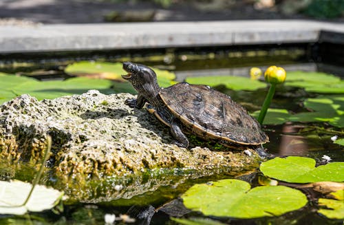 Základová fotografie zdarma na téma divočina, domácí mazlíčci, kámen