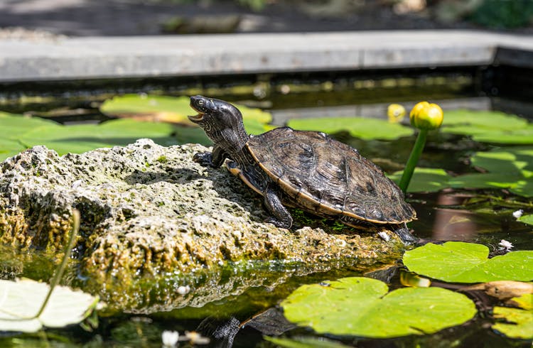 Turtle On Rock