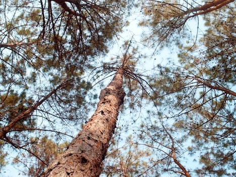 Brown Tall Trees Under Sunny Sky