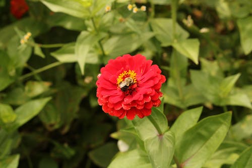 Fotobanka s bezplatnými fotkami na tému cínie, flóra, hmyz