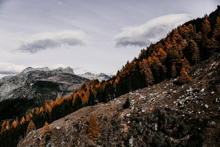 View Of Brown Forest And Black Mountains