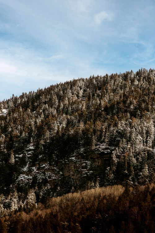 Free Stunning winter view of snow-dusted trees covering a mountain in Rossura, Switzerland. Stock Photo