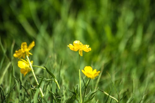 Close-Up Photograph of Yellow Flowers in Bloom