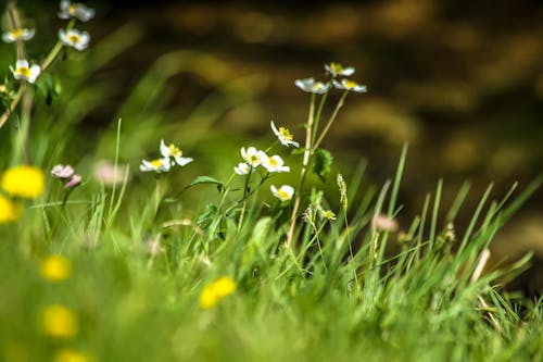 Chamomile Flowers Growing in Field