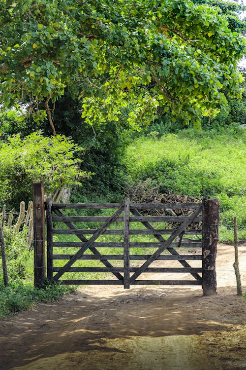 Wooden Gate Near Green Tree and Green Plants