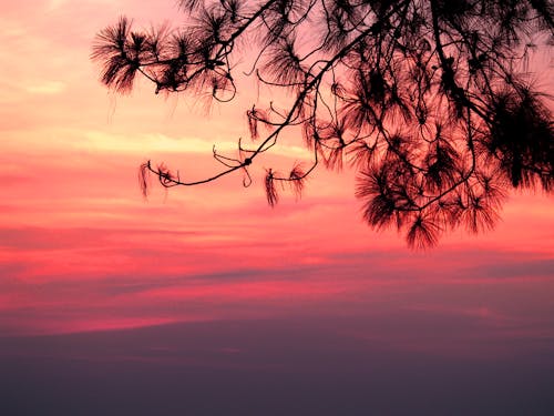 Безкоштовне стокове фото на тему «дерево, з підсвіткою, Захід сонця»