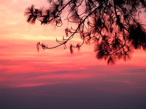 A scenic sunset sky with silhouetted pine branches in vibrant orange hues.