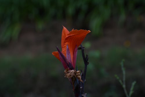 Fotobanka s bezplatnými fotkami na tému červený kvet, jeden kvet, kodaikanal