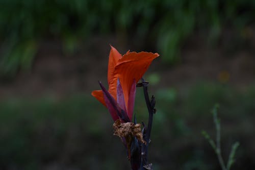 Red Flower