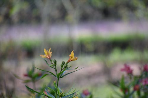 Yellow twin flower