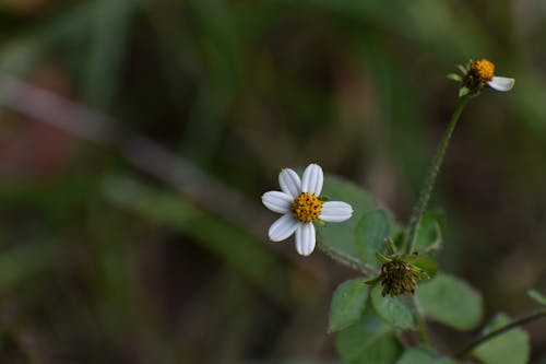 White stone flower